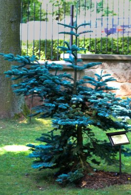 Abies procera, nobilis 'Argentea' - jedle vznešená, stříbrná - celek